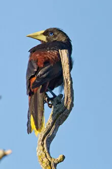 Images Dated 28th August 2011: Oropendola