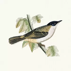 Songbird Gallery: Orphean warbler
