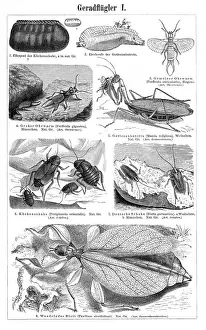 Orthoptera Prints: Orthoptera insects engraving 1895