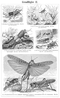 Orthoptera insects engraving 1895
