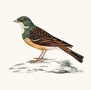 Bunting Prints: Ortolan bunting bird