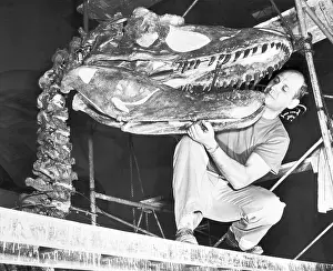 Orville Gilpin Inspecting a Dinosaur Fossil