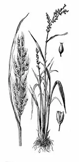 Images Dated 16th October 2016: Oryza sativa, Asian rice