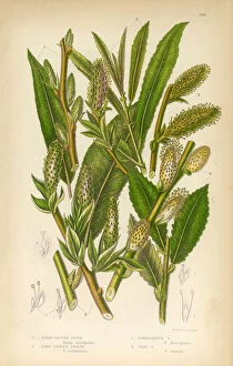 Images Dated 10th June 2016: Osier, Willow, Sallow, Long Leaved Sallow, Victorian Botanical Illustration