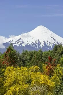 Deep Snow Collection: Osorno volcano, at the front a Chilean Firebush, also Notro or Ciruelillo -Embothrium coccineum