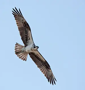 Osprey