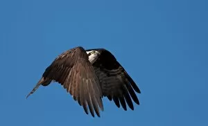 Images Dated 30th April 2011: Osprey