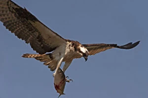 Images Dated 27th June 2014: Osprey carrying fish