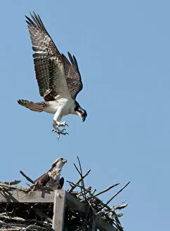 Images Dated 23rd July 2011: Osprey comes to nest