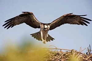 Birds Of Prey Collection: Osprey descending on nest