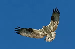 Images Dated 21st July 2013: Osprey in Flight