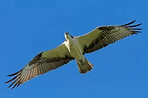 Images Dated 21st July 2013: Osprey in Flight