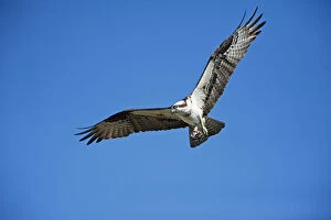 Birds Of Prey Collection: Osprey in flight