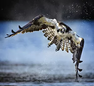 Images Dated 17th April 2018: Osprey Flying Toward the Camera in Close Up View at Belmont Lake State Park