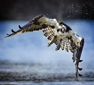 Osprey Flying Toward the Camera in Close Up View at Belmont Lake State Park
