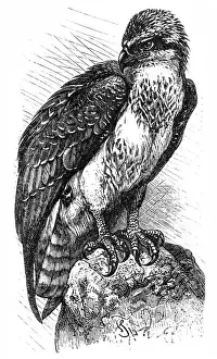 Hawk Bird Prints: Osprey (Pandion haliaetus)