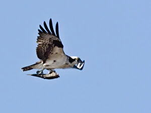 Images Dated 24th December 2007: Osprey (Pandion haliaetus) with fish Morro Bay, CA