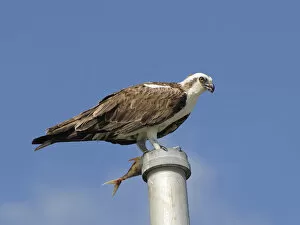 Images Dated 29th February 2008: Osprey, Pandion haliaetus, with fish perched on a pole. Everglades National Park, Florida, USA