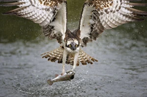 Images Dated 8th September 2011: Osprey -Pandion haliaetus- in flight with a Rainbow Trout -Oncorhynchus mykiss- as prey
