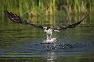Brown Trout Prints: Osprey -Pandion haliaetus- in flight with Rainbow Trout -Oncorhynchus mykiss- as prey