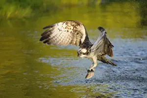 Brown Trout Prints: Osprey -Pandion haliaetus- in flight with Rainbow Trout -Oncorhynchus mykiss- as prey