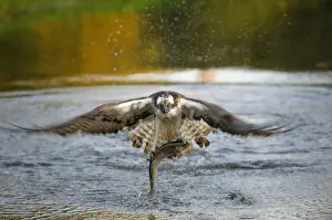 Splashing Prints: Osprey -Pandion haliaetus- in flight with Rainbow Trout -Oncorhynchus mykiss- as prey in the morning light