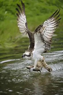 Splashing Prints: Osprey -Pandion haliaetus- taking flight after an unsuccessful hunt