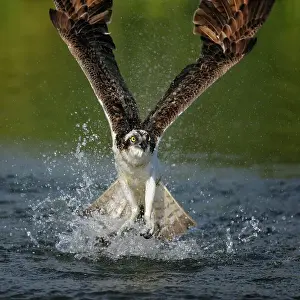 In Flight Prints: Osprey (Pandion haliaetus) taking flight after an unsuccessful hunt