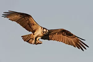 Images Dated 5th July 2014: Osprey ready to land