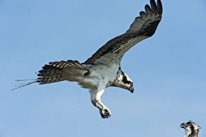 Images Dated 9th July 2014: Osprey ready to land