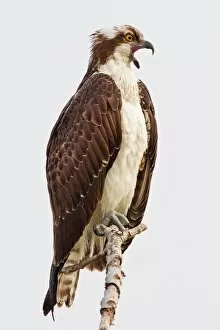 Images Dated 21st October 2011: Osprey sitting on branch