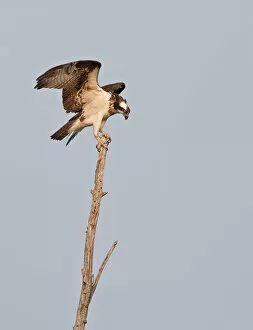 Images Dated 19th July 2011: Osprey on treetop