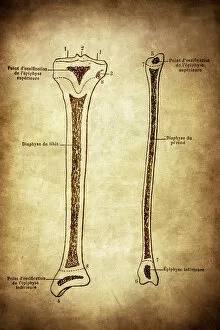 Science Gallery: Ossification of the tibia and fibula (leg bone)