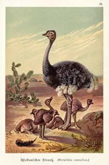 Images Dated 30th July 2016: Ostrich with its babies illustration 1888