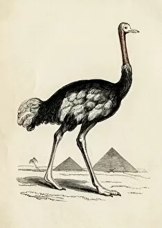 Images Dated 25th April 2017: Ostrich bird engraving 1851
