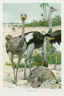 Images Dated 26th October 2018: Ostrich chromolithograph 1896