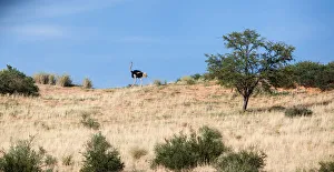 Images Dated 1st February 2017: The ostrich or common ostrich (Struthio camelus) is either one or two species of large flightless