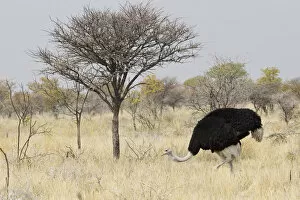 Images Dated 22nd August 2013: Ostrich or Common Ostrich -Struthio camelus-, male, foraging for food, Etosha National Park, Namibia
