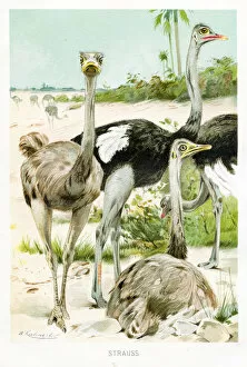 Engravings Gallery: Ostrich engraving 1892