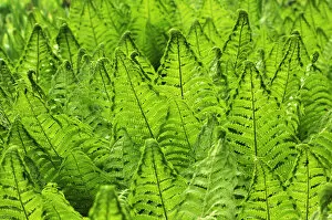 Images Dated 10th July 2013: Ostrich Fern or Shuttlecock Fern -Matteuccia struthiopteris-, Stein, Middle Franconia, Bavaria