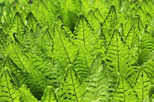 Mittelfranken Prints: Ostrich Fern or Shuttlecock Fern -Matteuccia struthiopteris