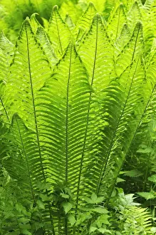 Mittelfranken Prints: Ostrich Fern or Shuttlecock Fern -Matteuccia struthiopteris