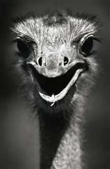 Ostrich Prints: Ostrich Head