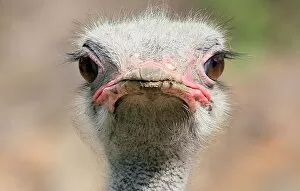 Images Dated 25th August 2015: Ostrich Staredown