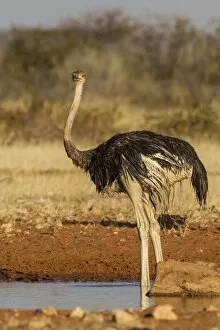 Ostrich -Struthio camelus-, Etosha National Park, Namibia, Africa