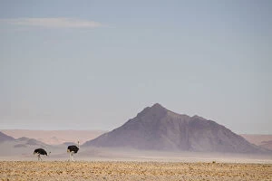 Images Dated 3rd January 2017: Ostrich, Struthio camelus, in scenic landscape, Namib-Naukluft National Park, Hardap Region, Namibia