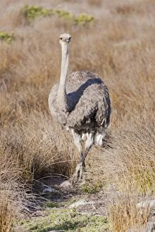 South African Gallery: Ostrich -Struthio camelus-, Table Mountain National Park, South Africa