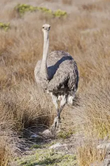 Park Man Made Space Prints: Ostrich -Struthio camelus-, Table Mountain National Park, South Africa