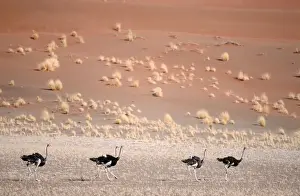 Namibia Prints: Ostrich (Stuthio camelus) Running in Desert Landscape
