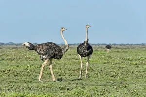 Images Dated 23rd February 2014: Ostriches -Struthio camelus-, Serengeti, Tanzania
